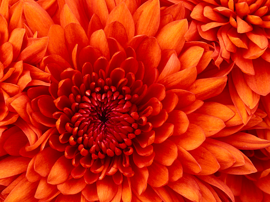 Chrysanthemum - Fleur orange